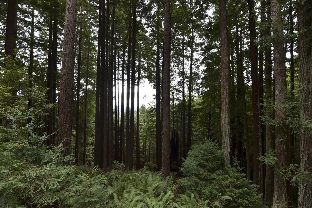 Serene Redwood Retreat Арката Екстер'єр фото